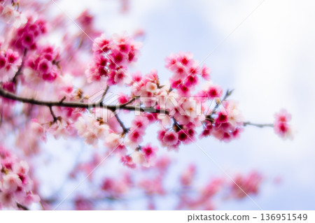 櫻花 136951549