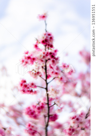 櫻花 櫻花 136951551