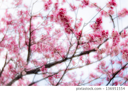 櫻花 136951554