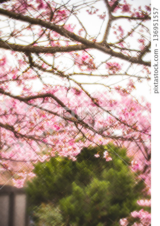 櫻花 136951557