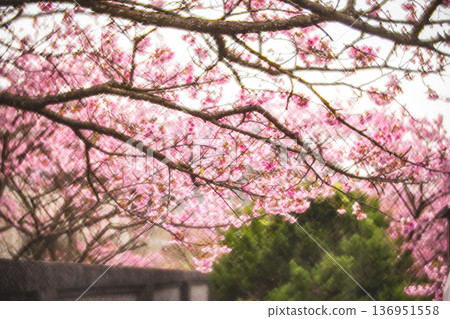 櫻花 櫻花 136951558