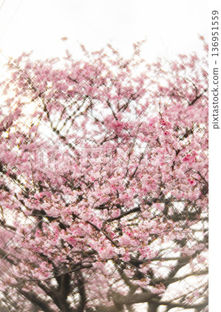 櫻花 櫻花 136951559