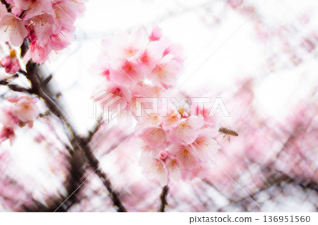 櫻花 櫻花 136951560