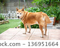 A Shiba Inu relaxing in the garden 136951664