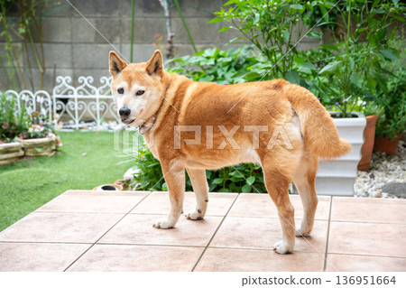 A Shiba Inu relaxing in the garden 136951664
