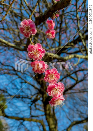 六朵紅梅花在藍天下閃閃發光 六朵紅梅花在藍天下閃閃發光 136951842