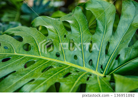 A Close-Up View of a Large Green Monstera Leaf Showcasing Its Unique Holes and Textures in Nature A Close-Up View of a Large Green Monstera Leaf Showcasing Its Unique Holes and Textures in Nature 136951892