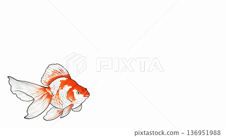一幅紅白相間的金魚在白色背景上游動的插圖。留白空間，帶有日式手繪風格。 136951988
