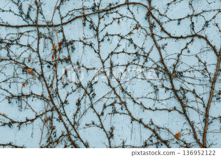 Abstract texture of dried creeper branches with small berries on a light blue wall. Minimalist nature background with intricate branch patterns. Ideal for organic design, covers, and artistic decor. Abstract texture of dried creeper branches with small berries on a light blue wall. Minimalist nature background with intricate branch patterns. Ideal for organic design, covers, and artistic decor. 136952122