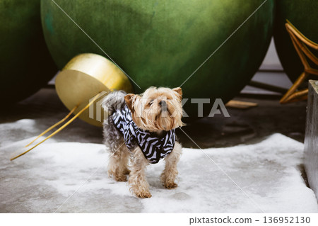 Cute Yorkshire Terrier in a zebra jacket standing on snow by giant green Christmas ornaments. Festive winter pet photography. Cute Yorkshire Terrier in a zebra jacket standing on snow by giant green Christmas ornaments. Festive winter pet photography. 136952130