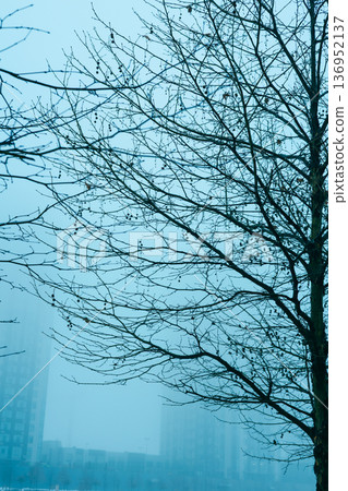 A serene moody minimalist winter landscape featuring bare tree branches against a dense morning fog in an urban setting. This atmospheric city nature. A serene moody minimalist winter landscape featuring bare tree branches against a dense morning fog in an urban setting. This atmospheric city nature. 136952137