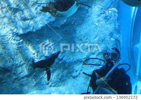 Penguins swimming in the aquarium tank③ Penguins swimming in the aquarium tank③ 136952172
