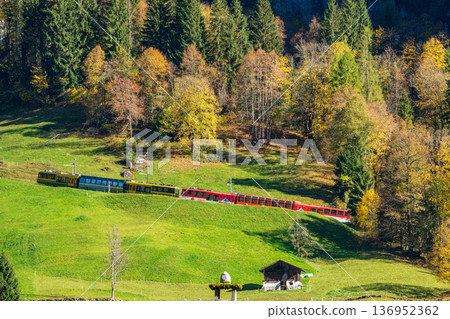 瑞士伯爾尼州文根，一列文根阿爾卑斯山鐵路列車沿著秋色森林環繞的綠色山坡行駛。 136952362