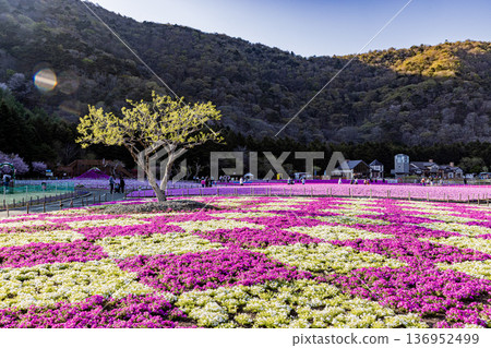 山梨縣富士芝櫻花節 136952499