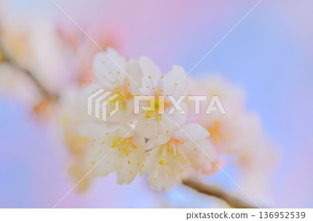 Close-up of softly blooming cherry blossoms Spring background material Close-up of softly blooming cherry blossoms Spring background material 136952539