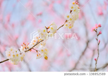 櫻花枝條和留白,感受春天的氣息 櫻花枝條和留白,感受春天的氣息 136952589