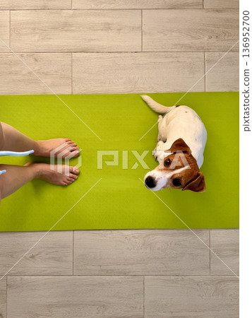 A girl stands on a lemon-colored yoga mat with her pet, a Jack Russell Terrier A girl stands on a lemon-colored yoga mat with her pet, a Jack Russell Terrier 136952700
