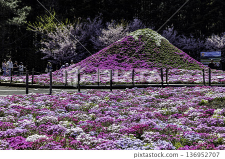 Yamanashi Prefecture Fuji Shiba Cherry Blossom Festival Yamanashi Prefecture Fuji Shiba Cherry Blossom Festival 136952707