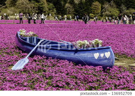 Yamanashi Prefecture Fuji Shiba Cherry Blossom Festival Yamanashi Prefecture Fuji Shiba Cherry Blossom Festival 136952709