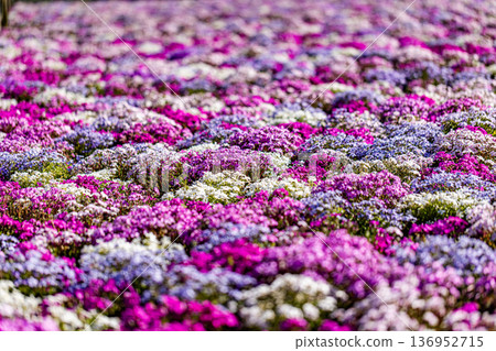 山梨縣富士芝櫻花節 山梨縣富士芝櫻花節 136952715