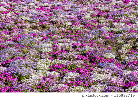 山梨縣富士芝櫻花節 山梨縣富士芝櫻花節 136952719