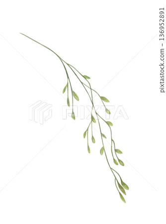 Watercolor field grass with spikelet illustration on isolated background. Wild cereal herb decorative element for flower bouquet decor, organic product labels, rustic wedding design. 136952891