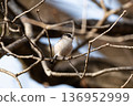 A small bird (long-tailed tit) perched on a branch 136952999