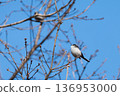 A small bird (long-tailed tit) gazing into the distance 136953000