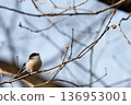 A small bird (long-tailed tit) gazing at the end of a branch 136953001