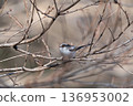 A small bird (long-tailed tit) perched on a branch 136953002