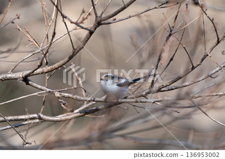 A small bird (long-tailed tit) perched on a branch A small bird (long-tailed tit) perched on a branch 136953002