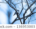 A small bird (long-tailed tit) perched on a branch 136953003