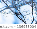 A small bird (long-tailed tit) perched on a branch 136953004