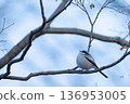 A small bird (long-tailed tit) perched on a branch 136953005