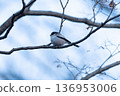 A small bird (long-tailed tit) perched on a branch 136953006