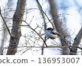 A small bird (long-tailed tit) perched on a branch 136953007