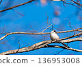 A small bird (long-tailed tit) gazing into the distance 136953008
