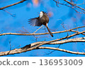 A small bird (long-tailed tit) flapping its wings 136953009