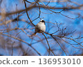 A small bird (long-tailed tit) perched on a branch 136953010