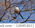 Jumping bird (long-tailed tit) 136953011