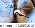 Hanging bird (long-tailed tit) 136953012