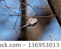 Hanging bird (long-tailed tit) 136953013
