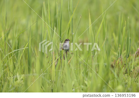 Otsekka Otsekka 136953196