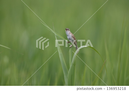 Otsekka Otsekka 136953218