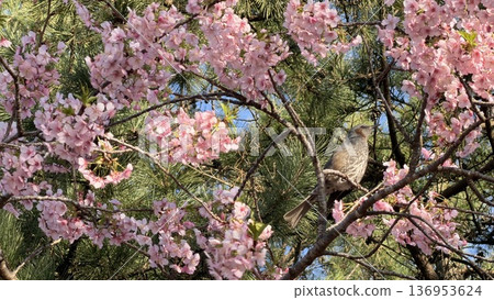 Shirako Onsen Cherry Blossom Festival Shirako Cherry Blossom Kawazu Cherry Blossoms Brown-eared Bulbul Shirako Onsen Cherry Blossom Festival Shirako Cherry Blossom Kawazu Cherry Blossoms Brown-eared Bulbul 136953624