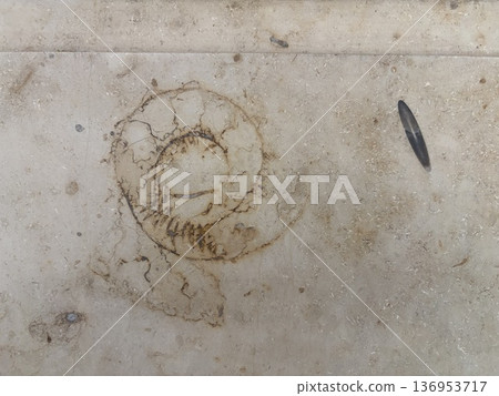 城市化石發掘-大理石中的菊石 城市化石發掘-大理石中的菊石 136953717