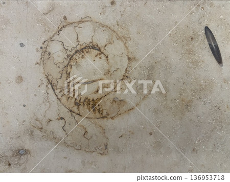 Fossil excavation in the city - Ammonites in marble Fossil excavation in the city - Ammonites in marble 136953718