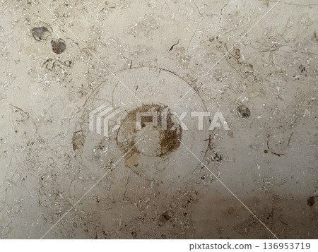 Fossil excavation in the city - Ammonites in marble Fossil excavation in the city - Ammonites in marble 136953719