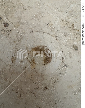 Fossil excavation in the city - Ammonites in marble Fossil excavation in the city - Ammonites in marble 136953720