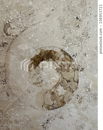 城市化石發掘－大理石中的菊石 136953721